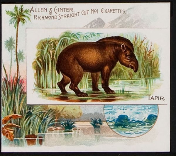 45 Tapir